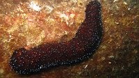 110 Holothurie noire (Holothuria forskali)